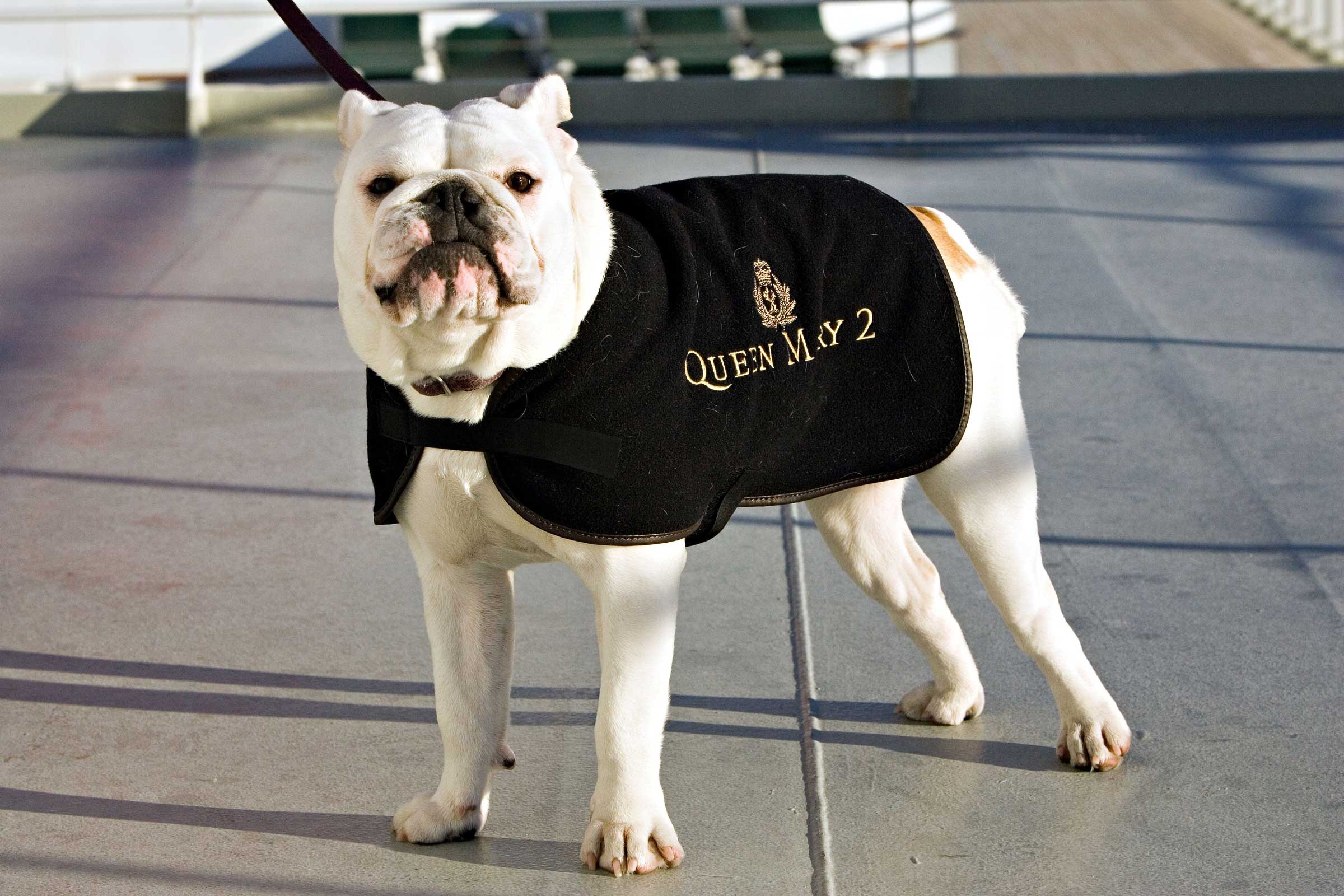 QM2 Bulldog in dog coat 17135